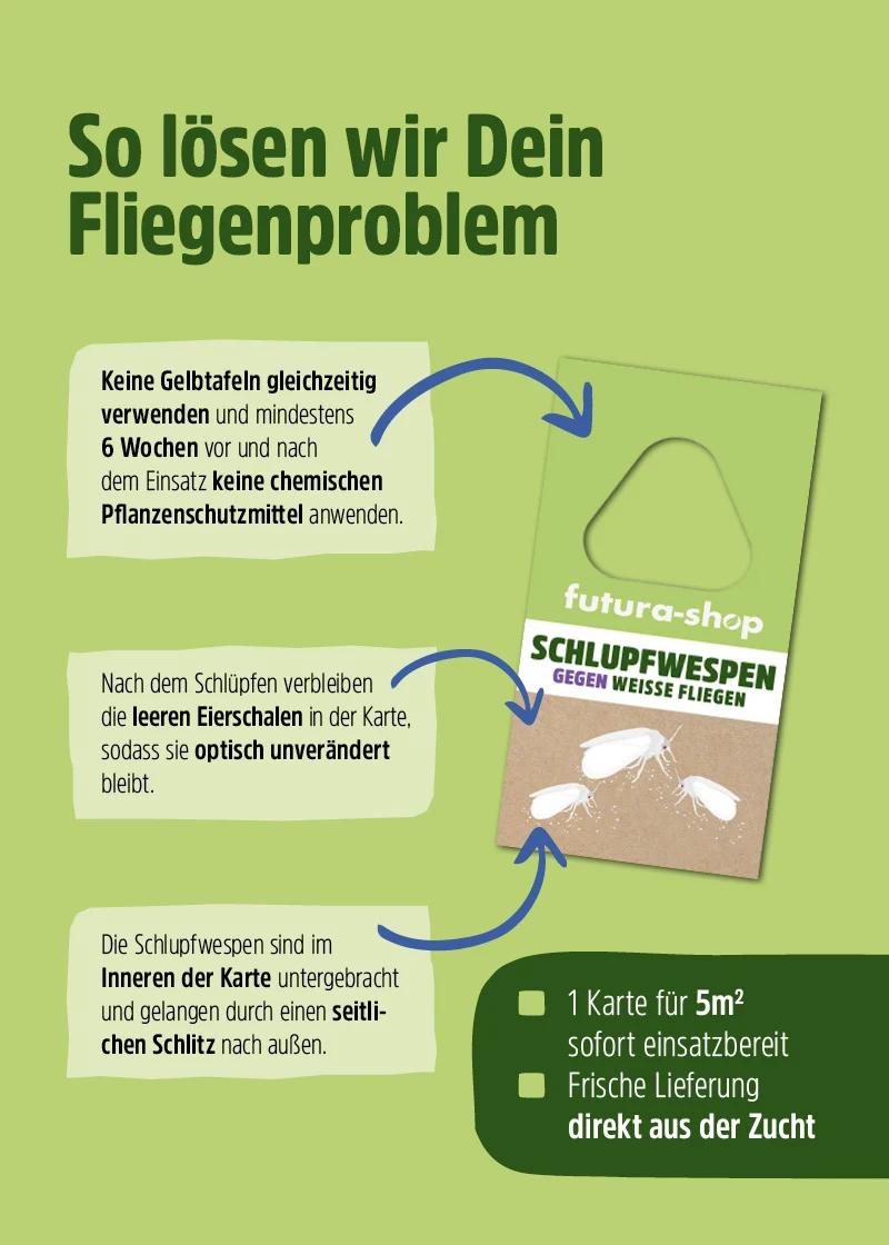 Schlupfwespen gegen Weiße Fliegen (Encarsia formosa) Schlupfwespen gegen Weiße Fliegen (Encarsia formosa)