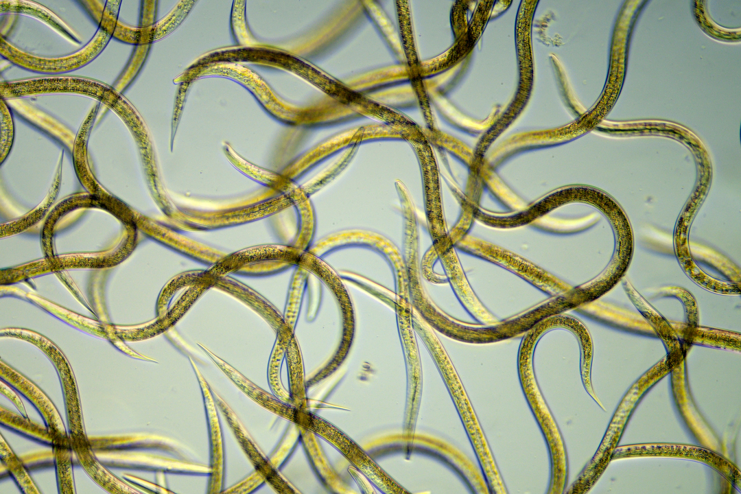 startseite-kategorie-nematoden_(1) startseite-kategorie-nematoden_(1)