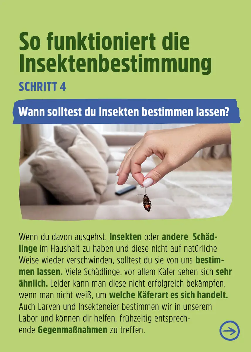 Insektenbestimmung - Welchen Schädling haben Sie zu Hause? Insektenbestimmung - Welchen Schädling haben Sie zu Hause?
