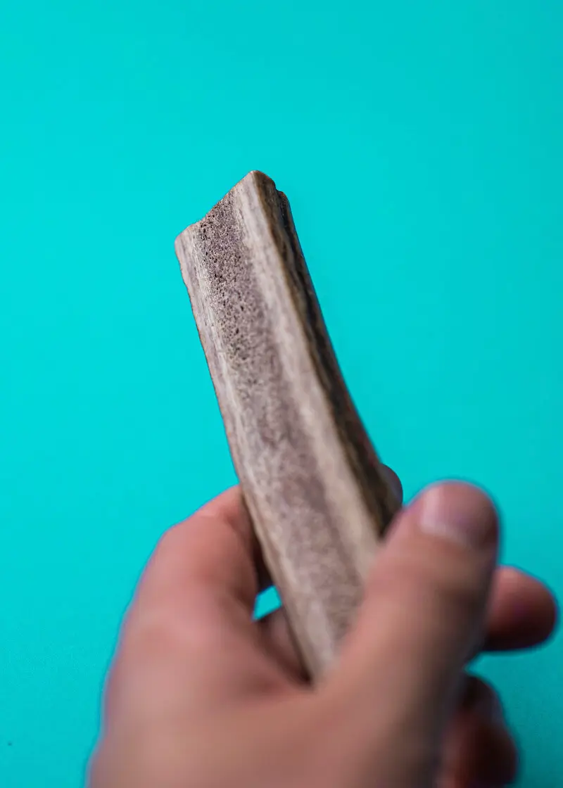 greenhero_kaustange_hirschgeweih_02 Hirschgeweih Kaustange L | für Hunde von Hunde von 12 -17 kg