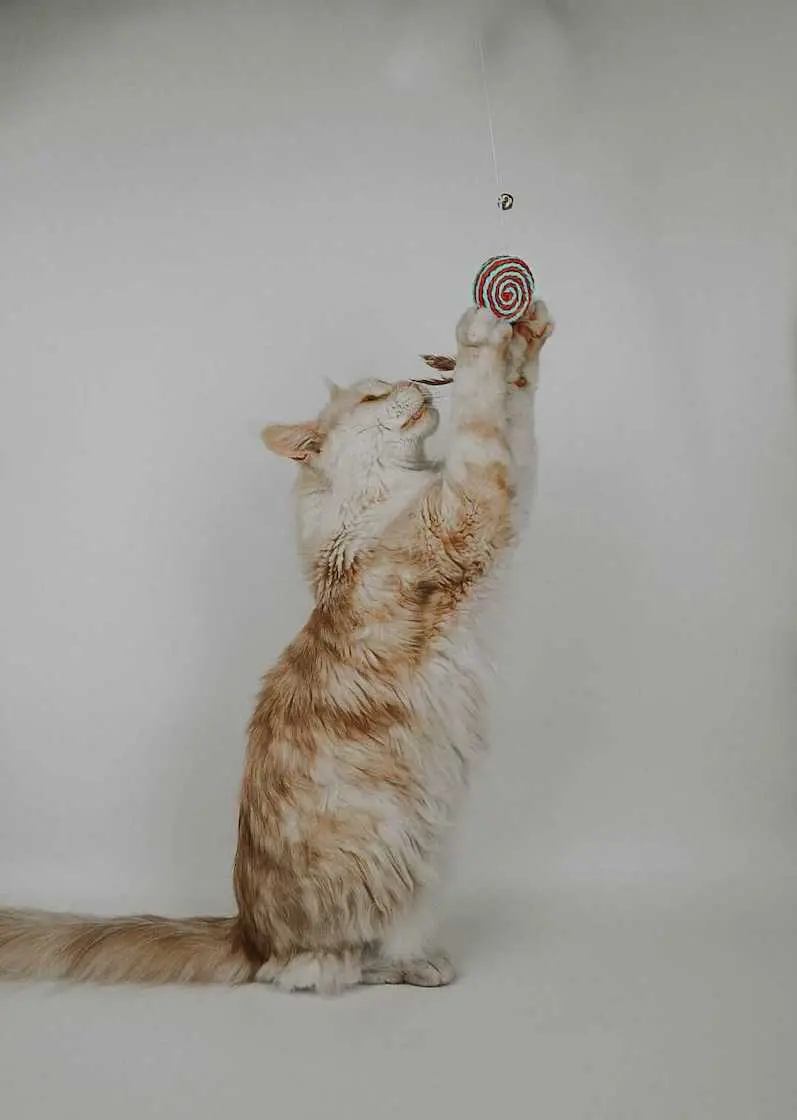 greenhero_katzenangel_anwendung_02 Katzenangel Lolipop