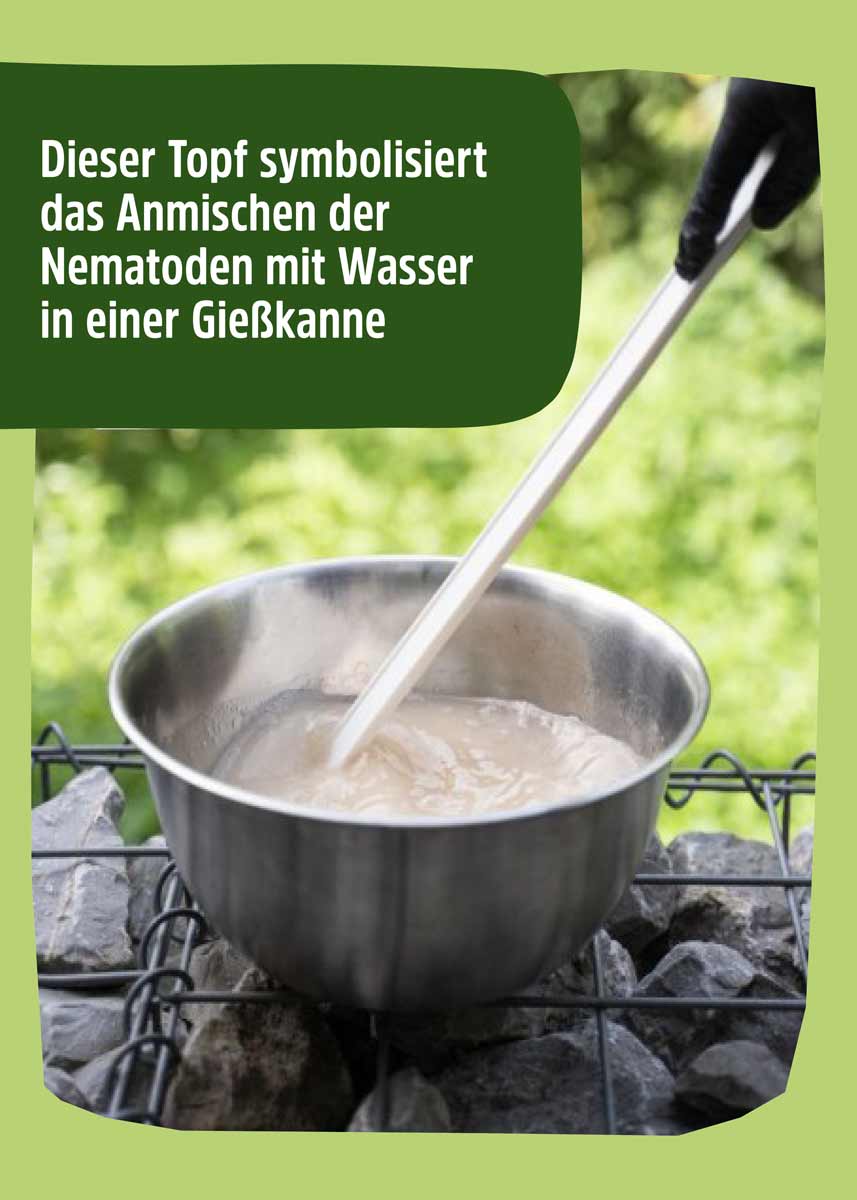 SF Nematoden gegen Trauermücken SF Nematoden gegen Trauermücken