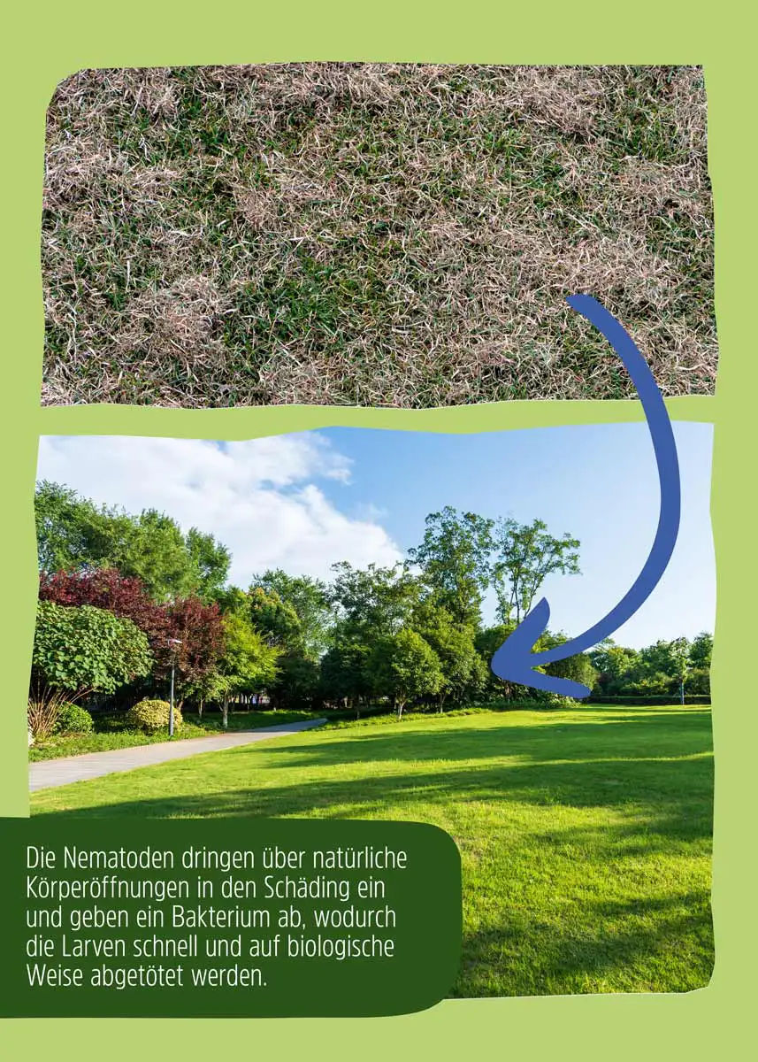 SC Nematoden gegen Wiesenschnake SC Nematoden gegen Wiesenschnake