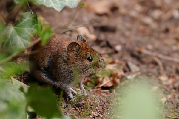 maus-garten