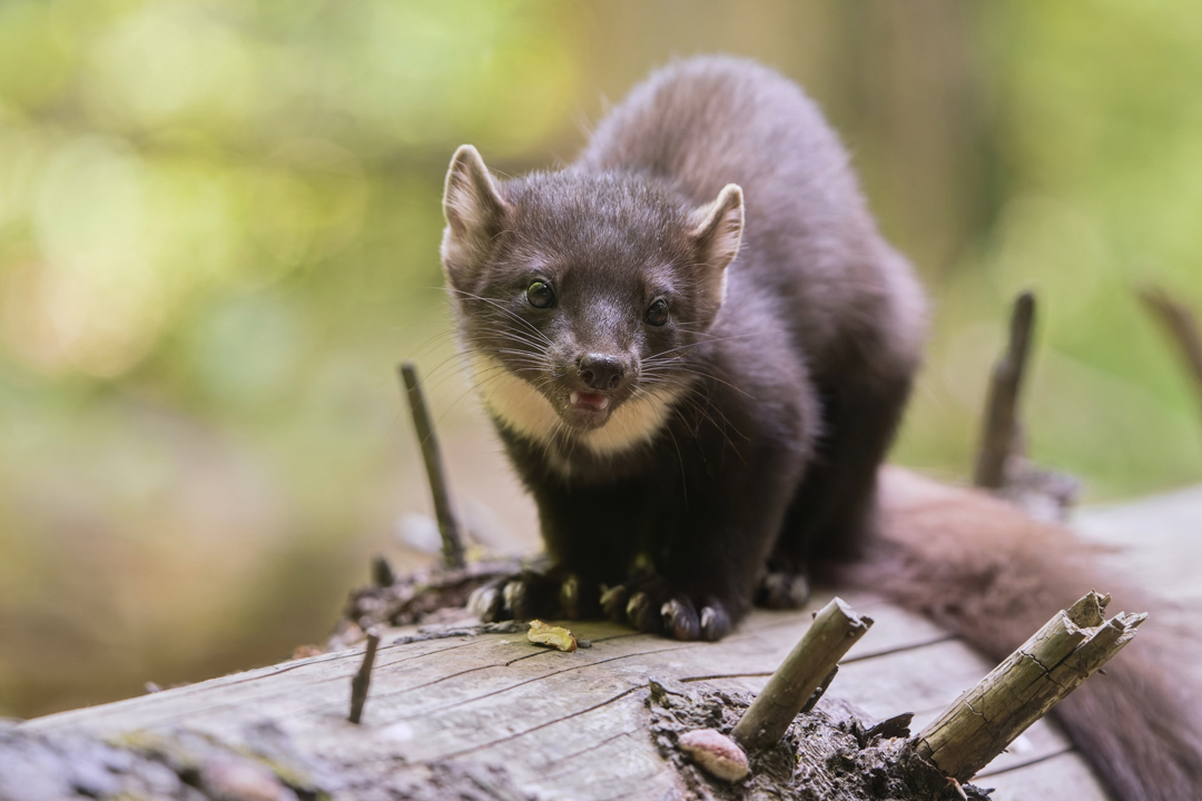 startseite-kategorie-marder startseite-kategorie-marder