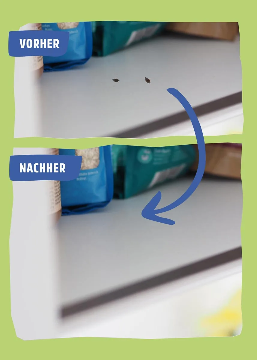 Schlupfwespen gegen Lebensmittelmotten Schlupfwespen gegen Lebensmittelmotten