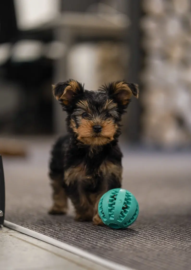 Zahnpflegeball Kauspielzeug für Hunde und Katzen