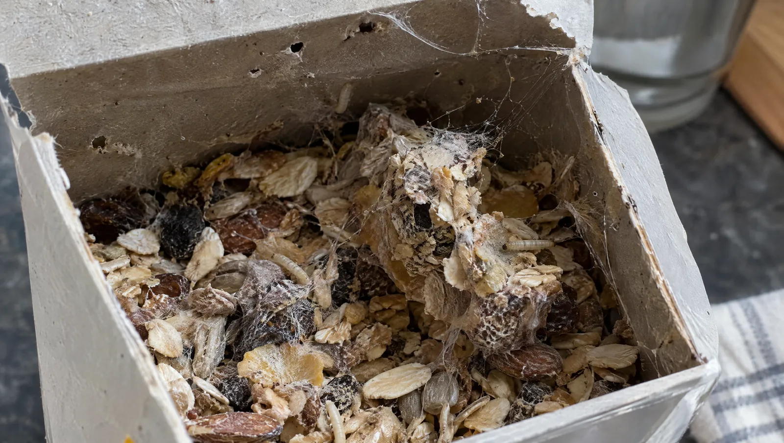 Müsli mit Gespinsten, verklumpten Flocken und Larven als Anzeichen für Lebensmittelmotten
