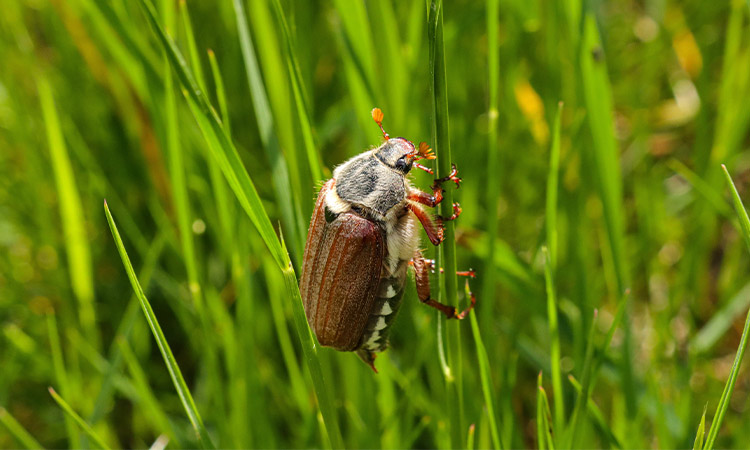 Ein Maikäfer auf Gras in einer Wiese