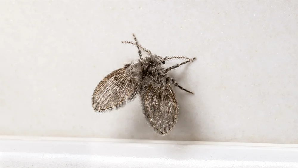 Abflussfliege beziehungsweise Schmetterlingsmücke in Makroaufnahme auf hellem Untergrund