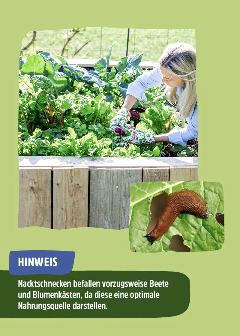 Schneckenfalle | 10 Stück Schneckenfalle | 10 Stück