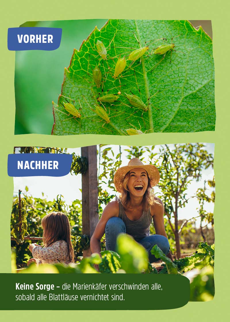 Siebenpunkt-Marienkäfer-Eier gegen Blattläuse Siebenpunkt-Marienkäfer-Eier gegen Blattläuse