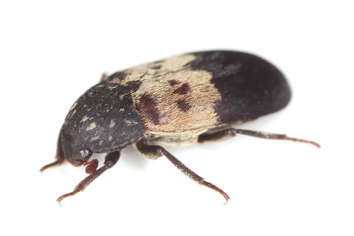 gemeiner_speckkaefer gemeiner_speckkaefer