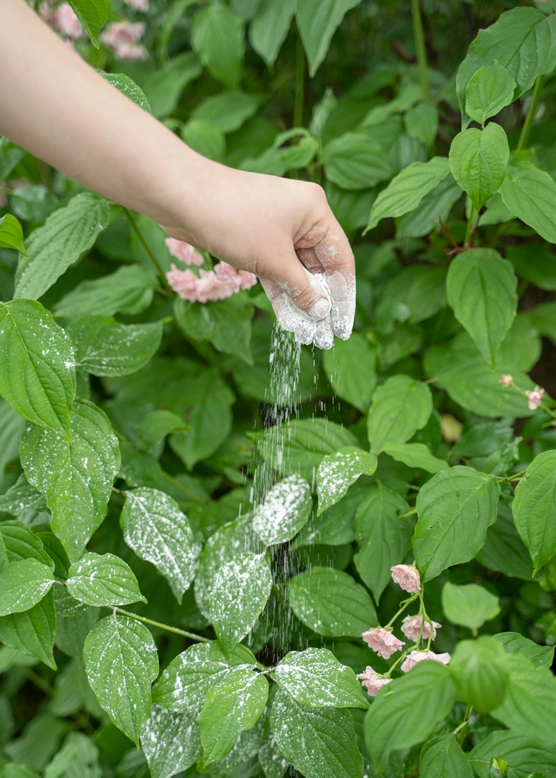 DSC00469_Edit Algenkalk | natürliches Düngemittel