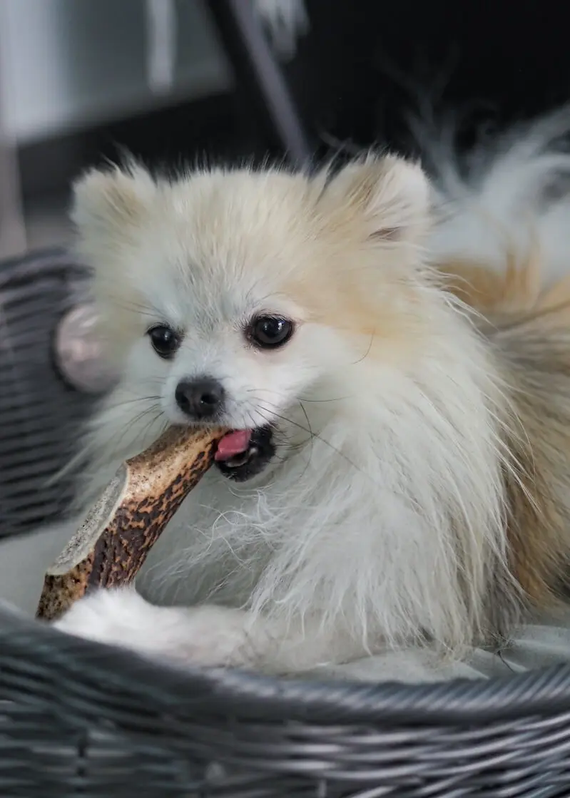 greenhero_hirschgeweih_anwendung_leo Hirschgeweih Kaustange S | für Hunde bis 8 kg