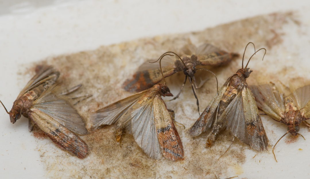 Lebensmittelmotten Lebensmittelmotten