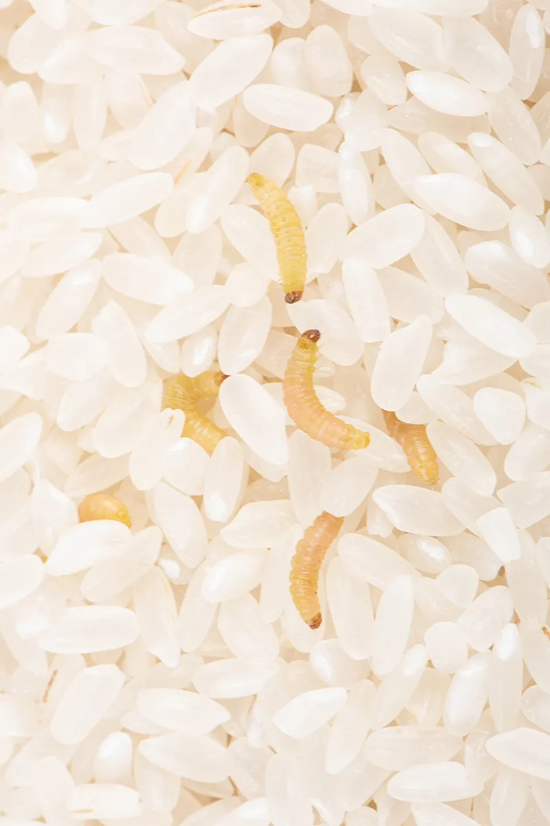 Lebensmittelmotten-Larven bekämpfen: Endlich lästige Larven loswerden Lebensmittelmotten-Larven bekämpfen: Endlich lästige Larven loswerden