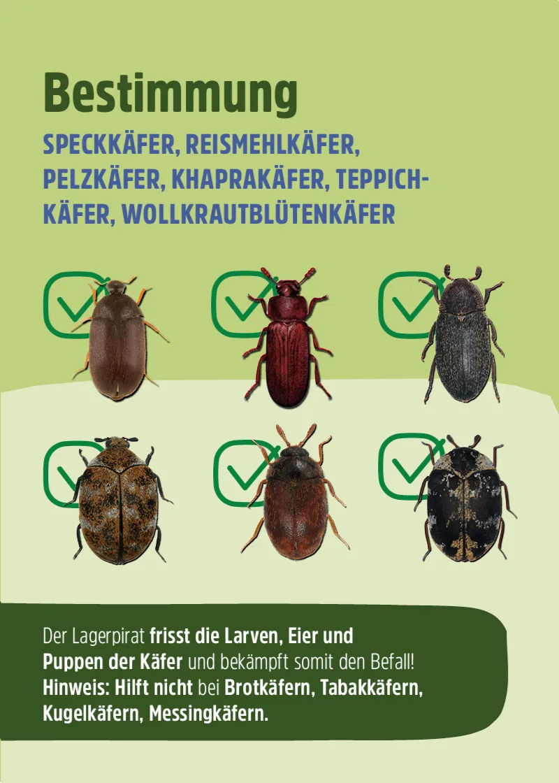 Nützling "Lagerpiraten" gegen Speckkäfer, Khaprakäfer und Reismehlkäfer | biologisch bekämpfen Nützling "Lagerpiraten" gegen Speckkäfer, Khaprakäfer und Reismehlkäfer | biologisch bekämpfen