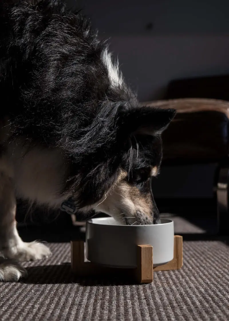 greenhero_napf_holzfuss_anwendung_01 Futternapf mit dekorativem Holzfuß | grau