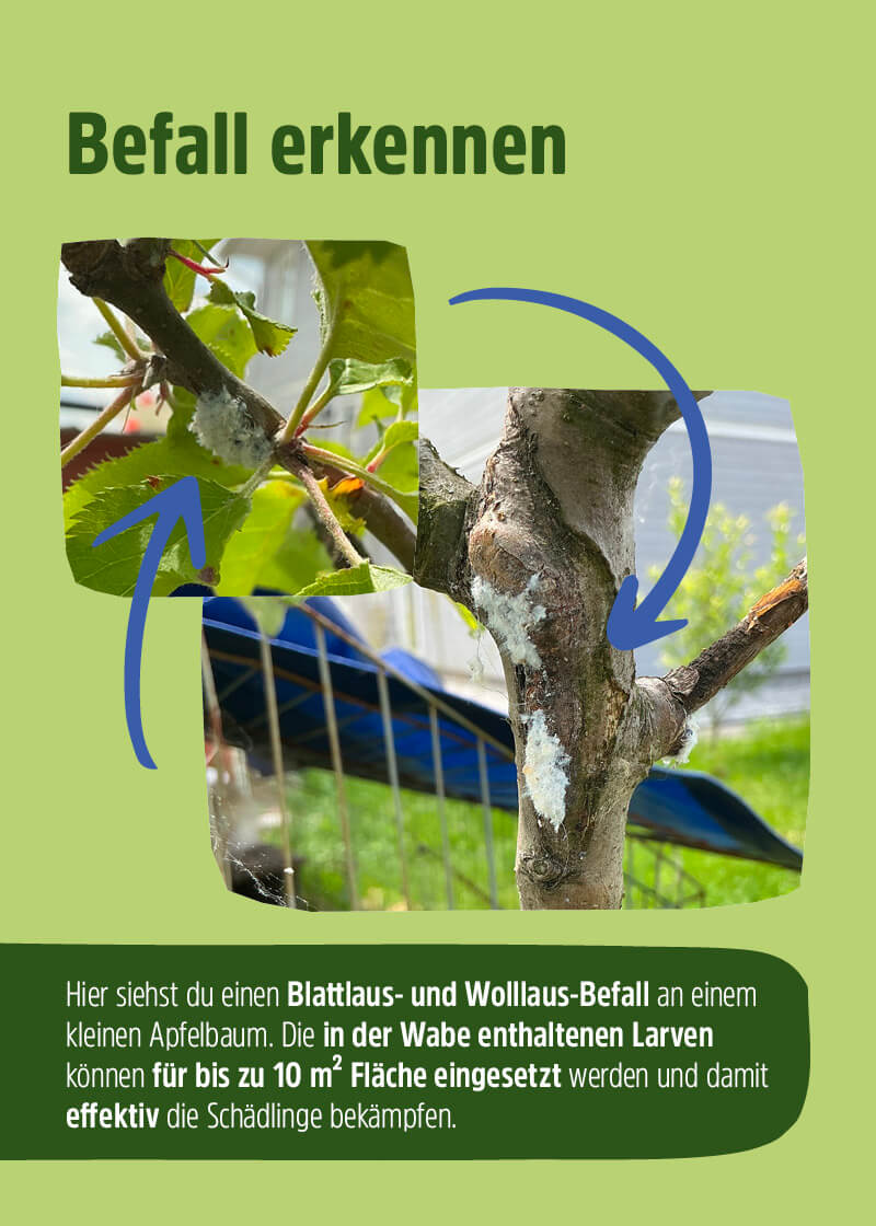 Florfliegenlarven | Nützlinge gegen Blattläuse & Wollläuse Florfliegenlarven | Nützlinge gegen Blattläuse & Wollläuse