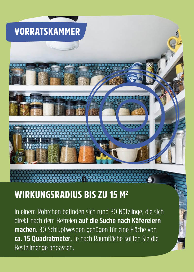 Schlupfwespen "Lagererzwespen" gegen Brotkäfer, Tabakkäfer, Kugelkäfer, Messingkäfer | biologisch Schlupfwespen "Lagererzwespen" gegen Brotkäfer, Tabakkäfer, Kugelkäfer, Messingkäfer | biologisch