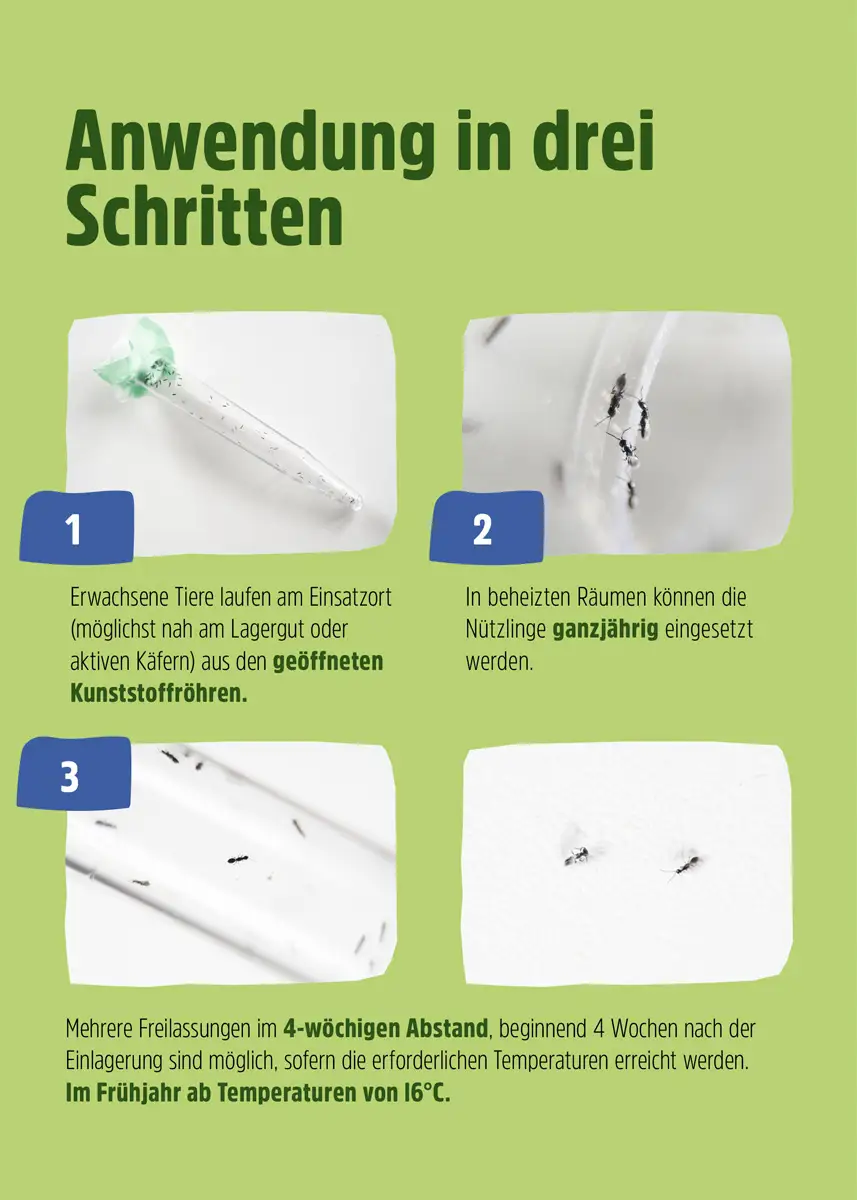 Ameisenwespen | Getreideplattkäfer biologisch bekämpfen Ameisenwespen | Getreideplattkäfer biologisch bekämpfen