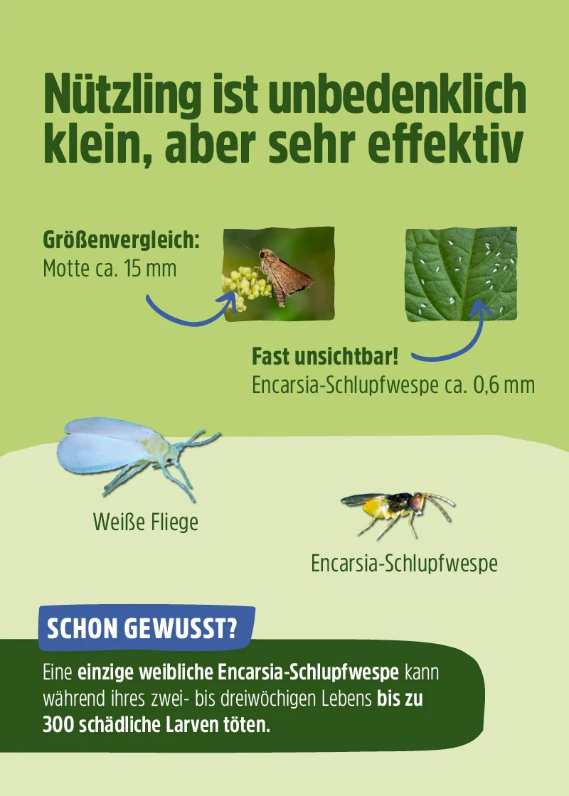 Schlupfwespen gegen Weiße Fliegen (Encarsia formosa) Schlupfwespen gegen Weiße Fliegen (Encarsia formosa)