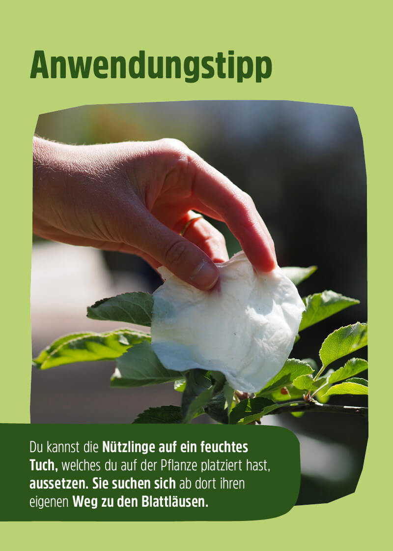 Florfliegenlarven | Nützlinge gegen Blattläuse & Wollläuse Florfliegenlarven | Nützlinge gegen Blattläuse & Wollläuse