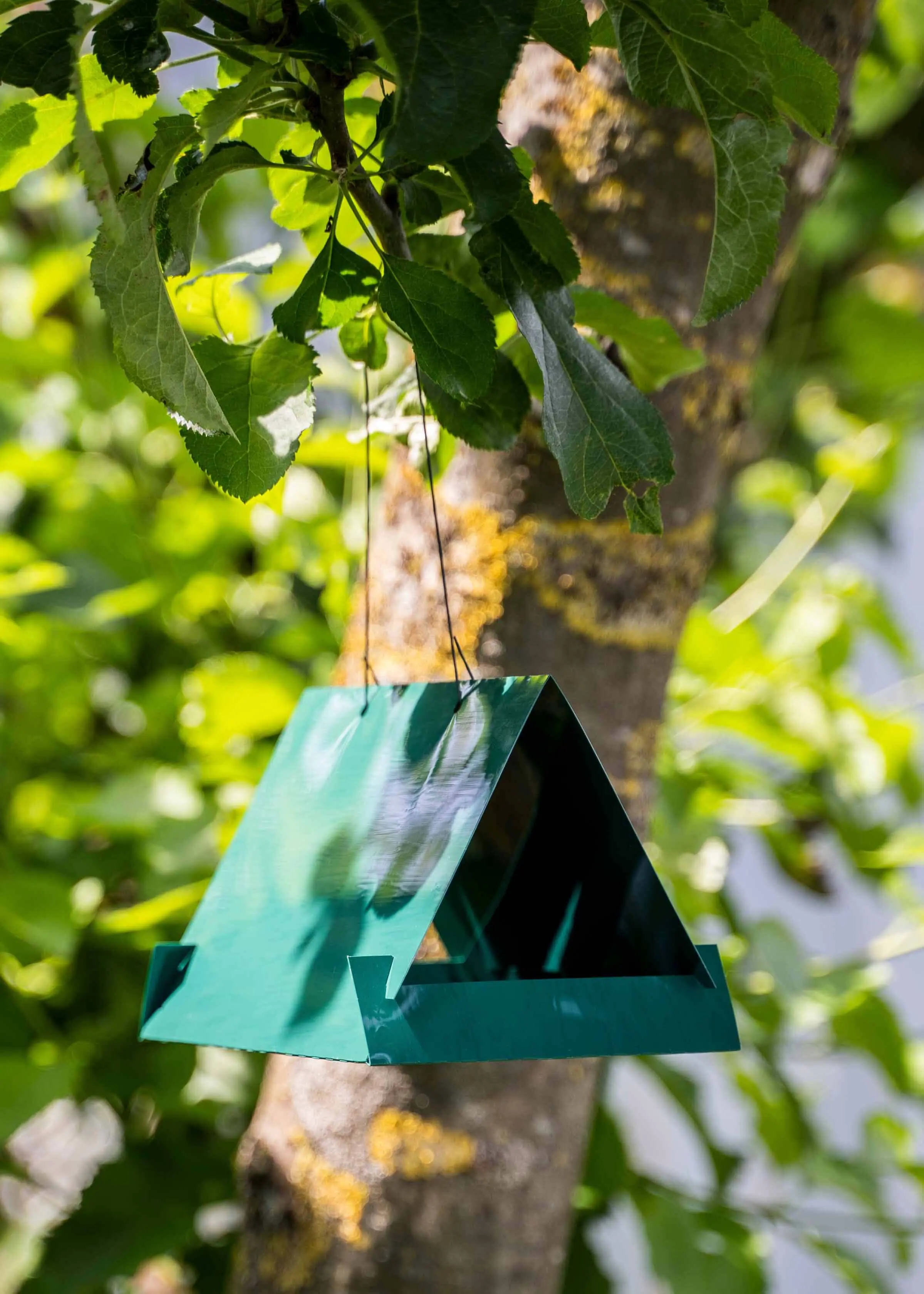 pflaumenmaden_falle-1 Pflaumenmadenfalle