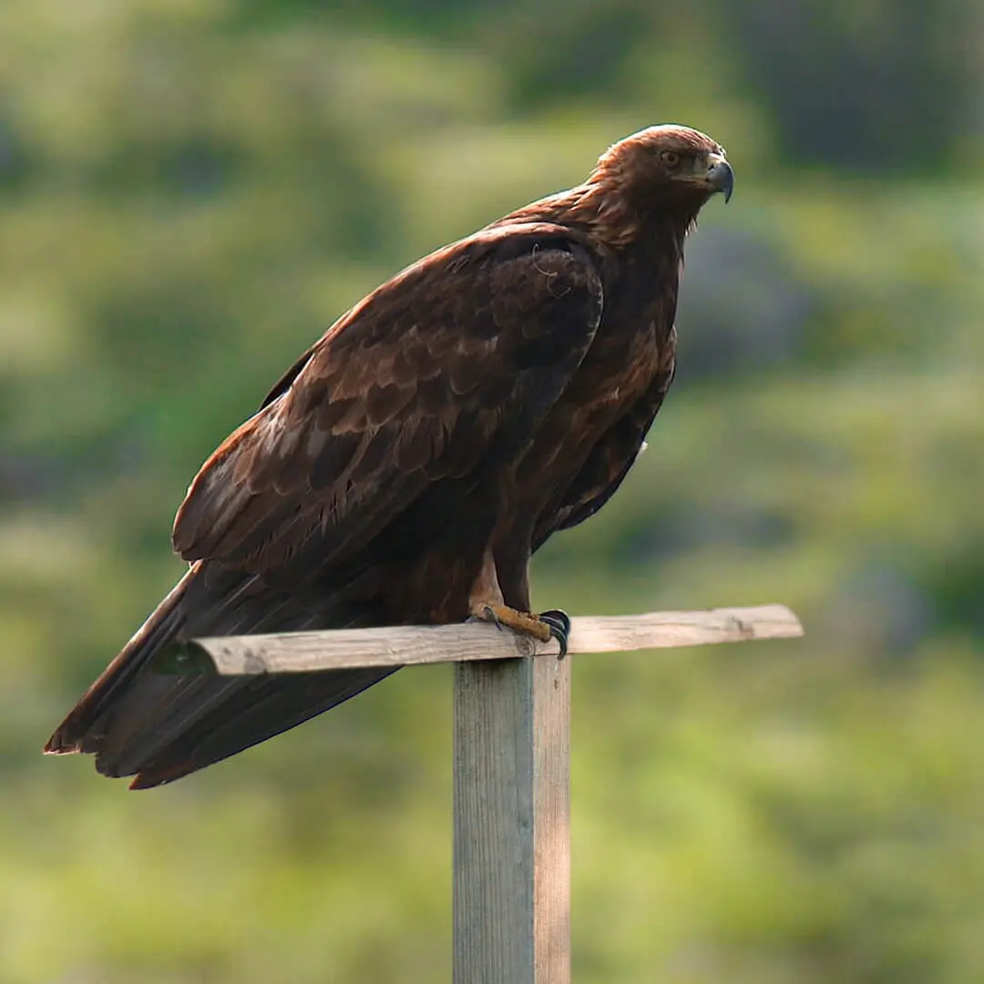 Greifvogel-auf-Ansitzstange-q GreenHero Greifvogel Ansitzstange