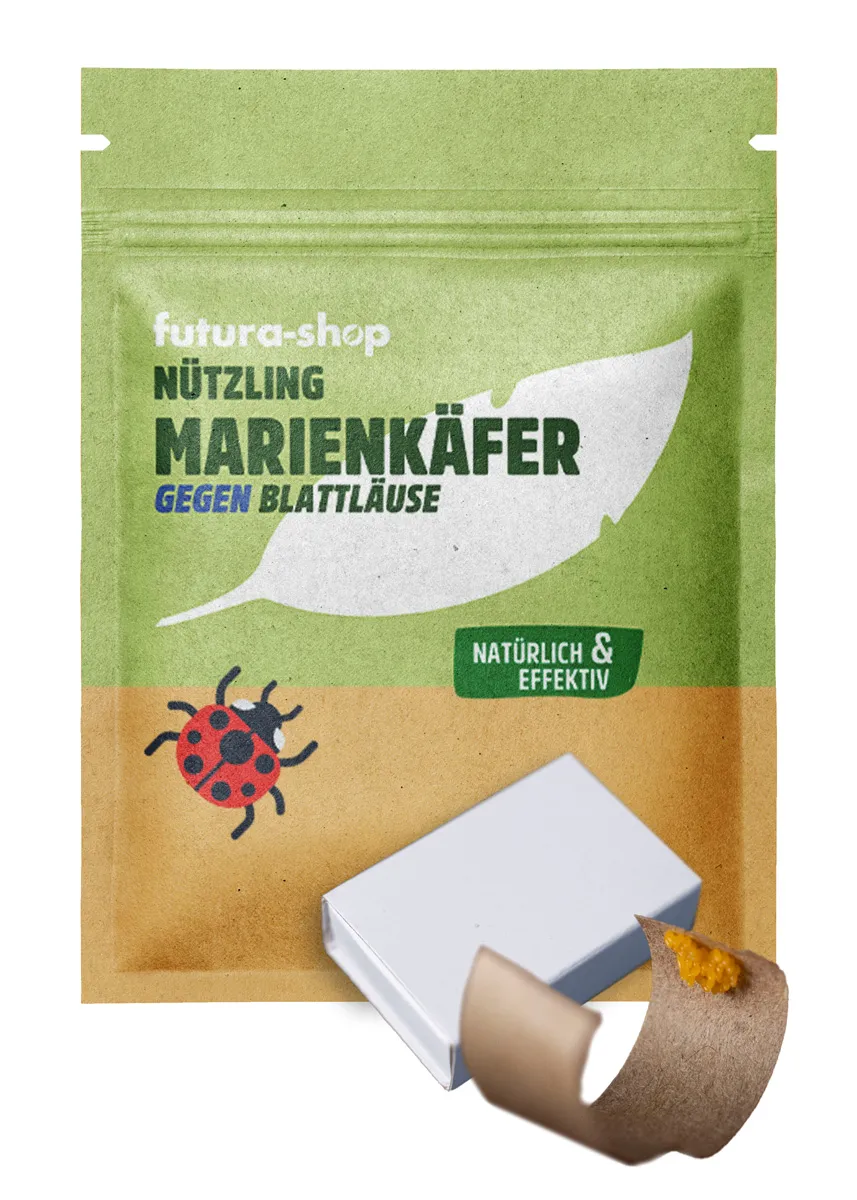 Siebenpunkt-Marienkäfer-Eier gegen Blattläuse
