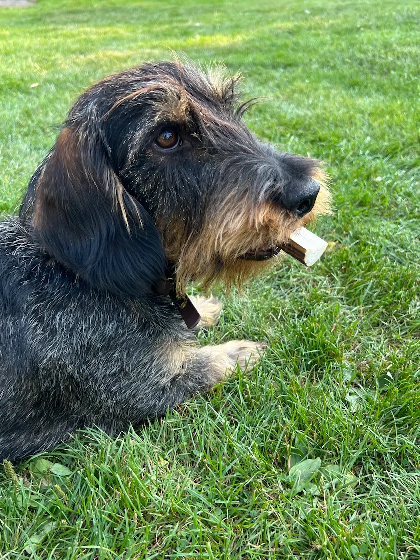 greenhero_hirschgeweih_anwendung_08 Hirschgeweih Kaustange L | für Hunde von Hunde von 12 -17 kg