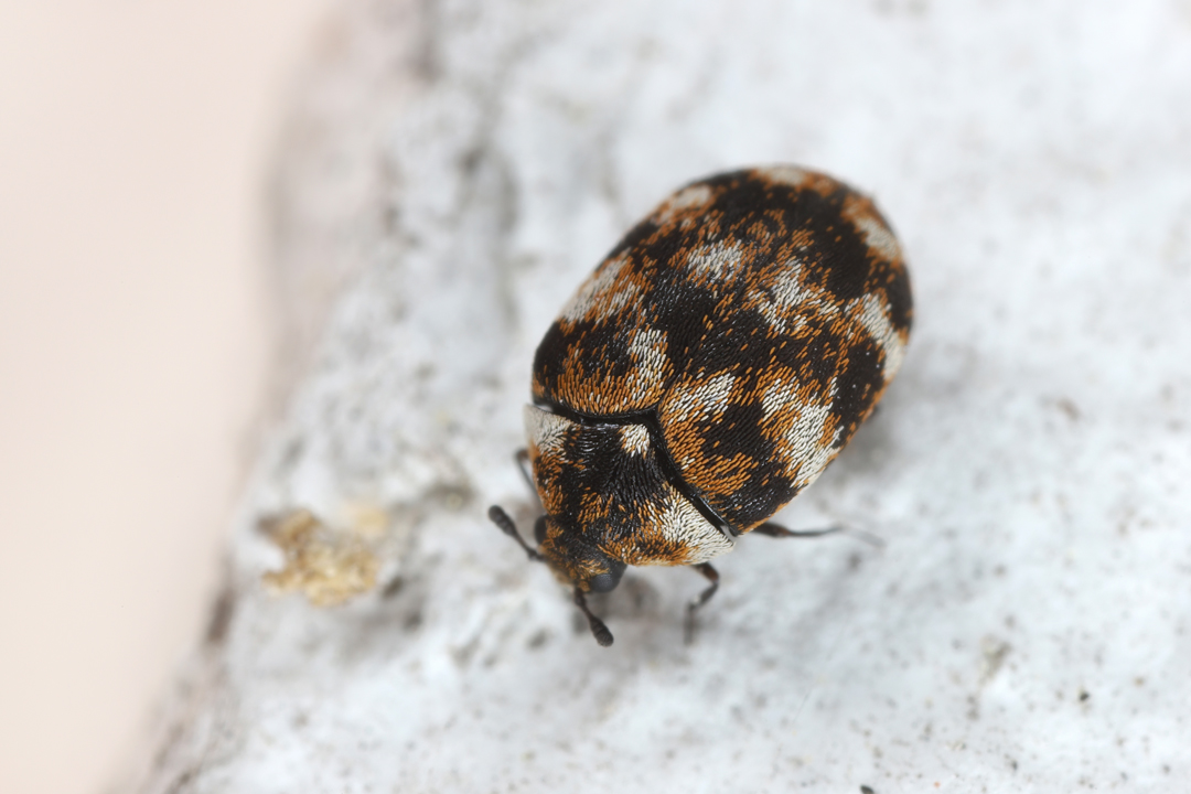 Teppichkfer Teppichkfer