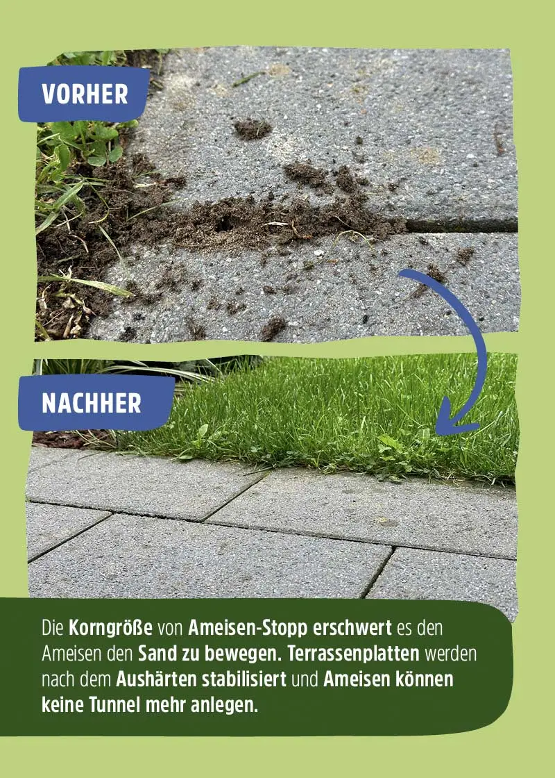 Ameisen-Ex Stopp Ameisen-Ex Stopp