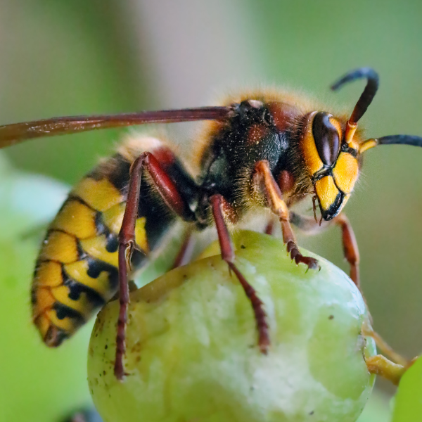 startseite-kategorie-wespen startseite-kategorie-wespen