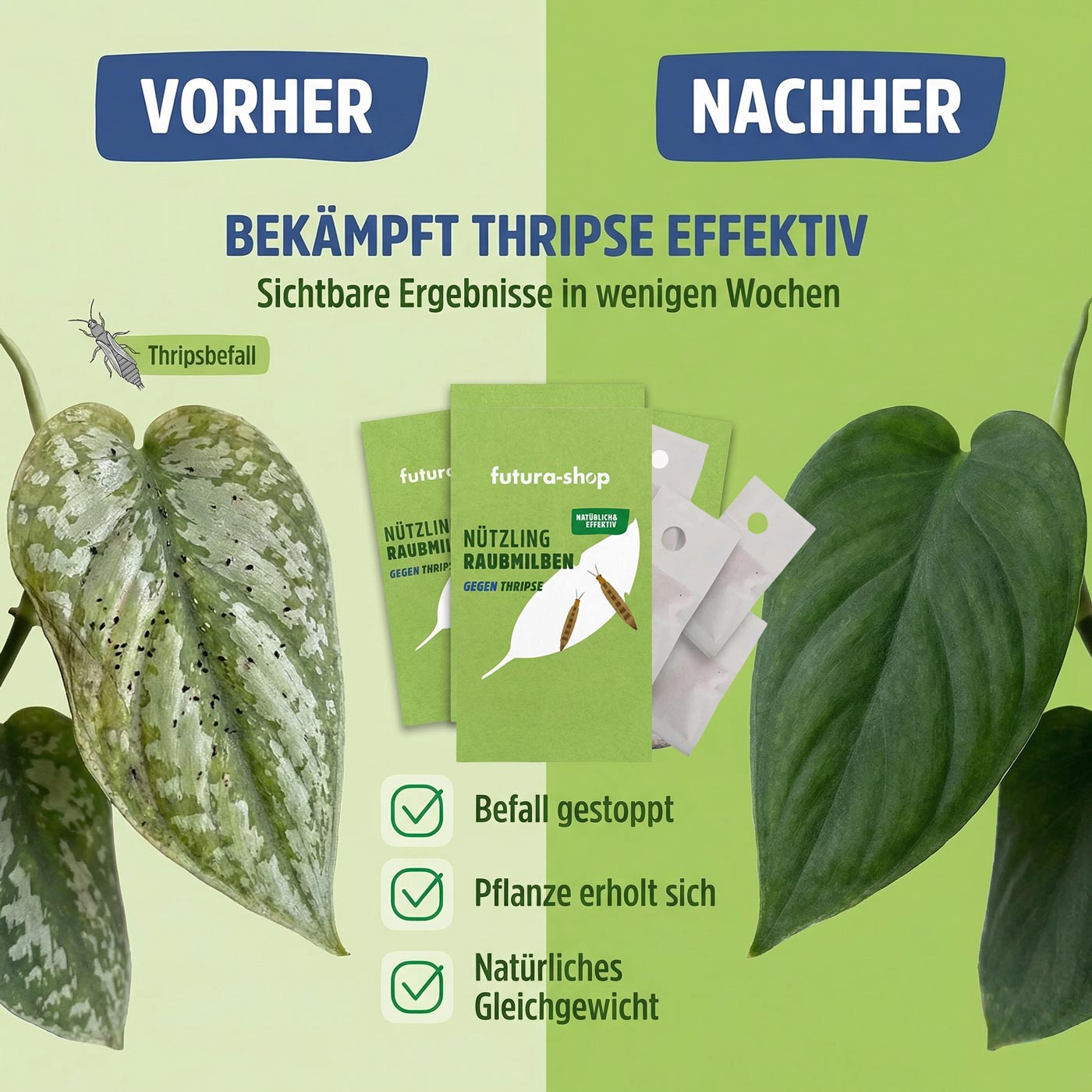 Raubmilben gegen Thripse