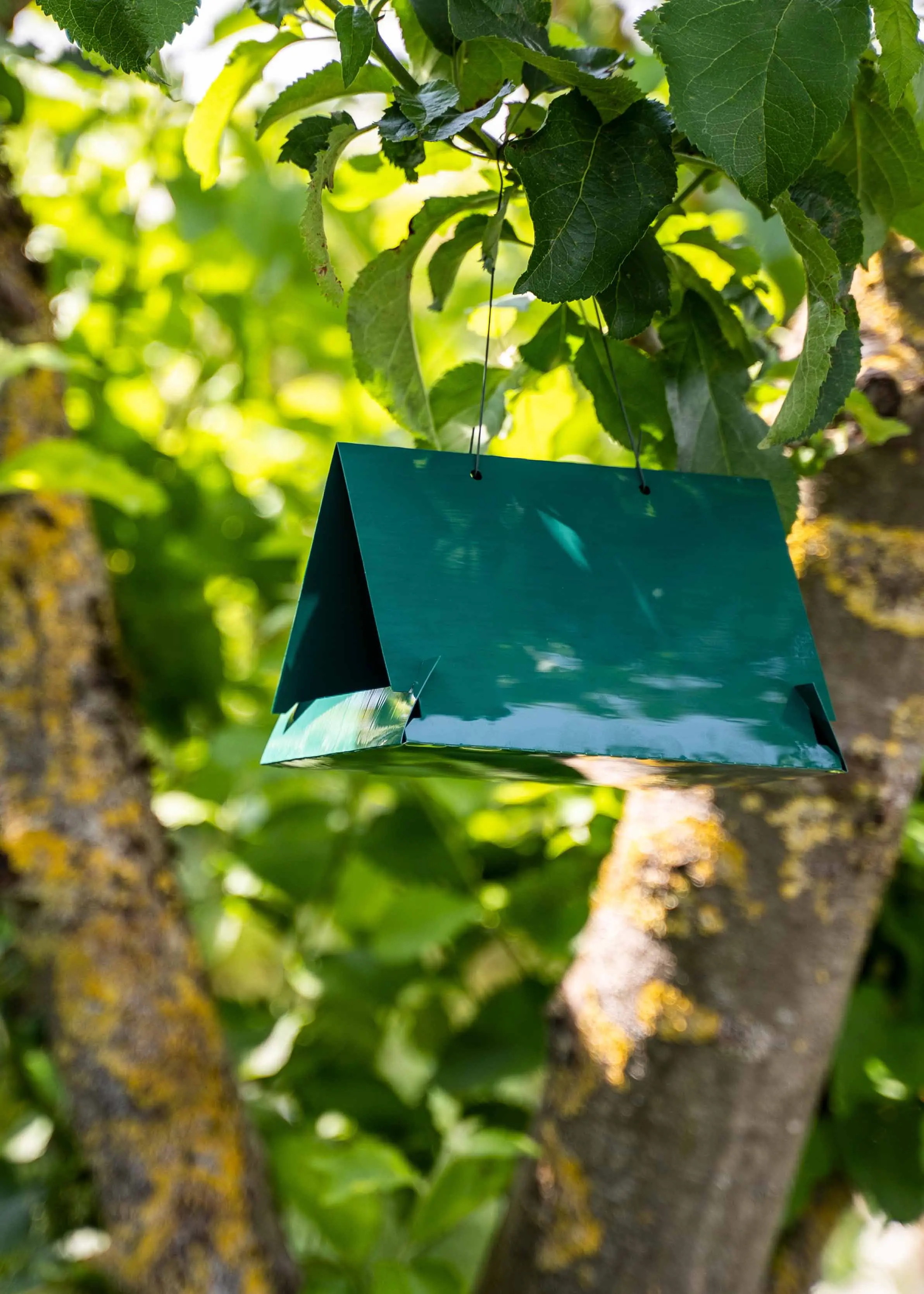 pflaumenmaden_falle Pflaumenmadenfalle