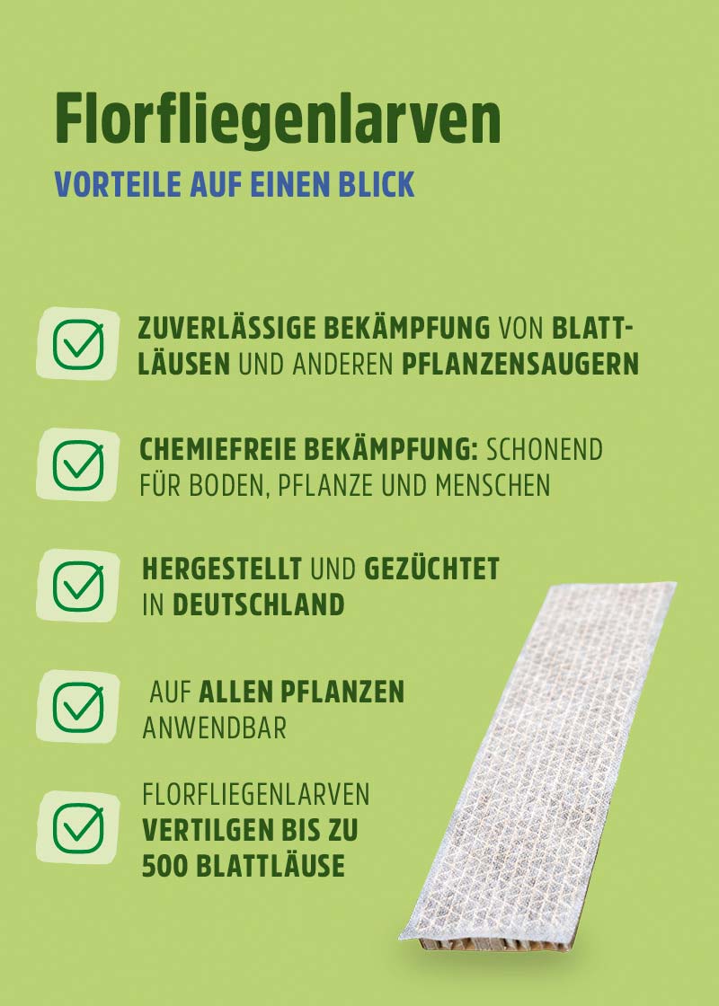 Florfliegenlarven | Nützlinge gegen Blattläuse & Wollläuse Florfliegenlarven | Nützlinge gegen Blattläuse & Wollläuse