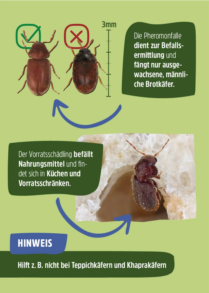 Brotkäfer Pheromonfalle Brotkäfer Pheromonfalle