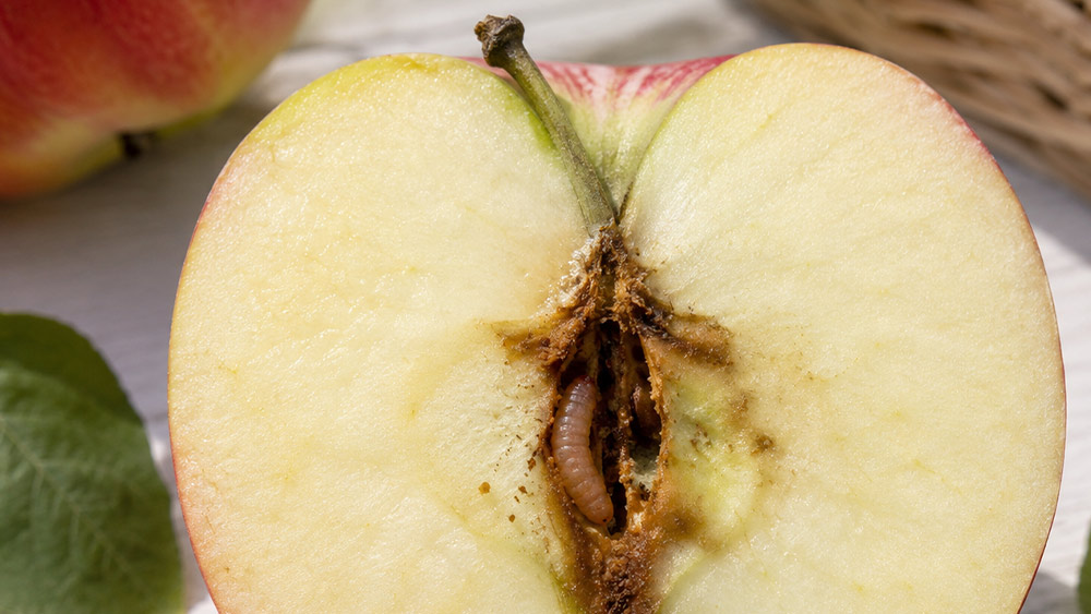 Fraßgänge und Wurmstich durch Apfelwickler im Apfel erkennen