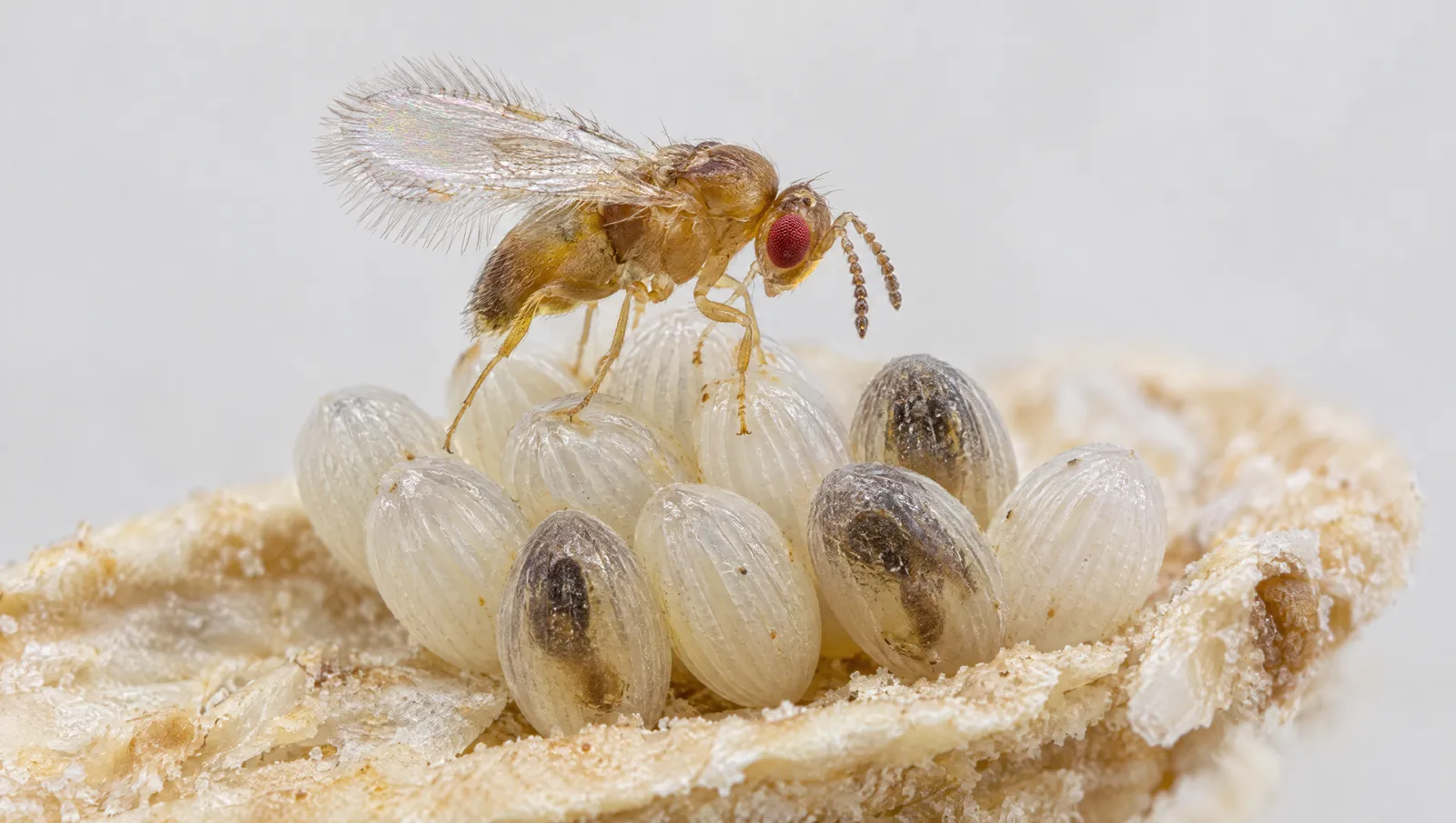 schlupfwespe-mottenei-parasitierung-makro