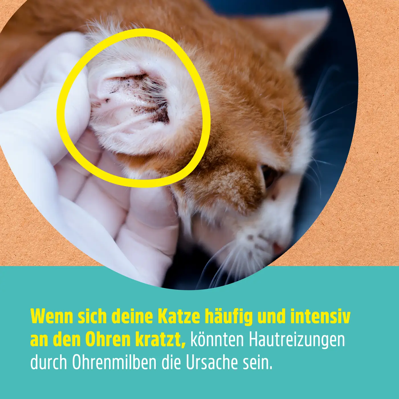 Ohrenwunder pflegt das Ohr bei Ohrenmilben