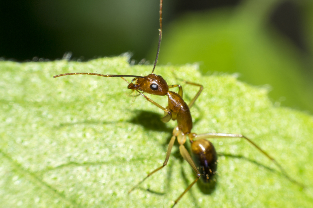 startseite-kategorie-ameisen startseite-kategorie-ameisen