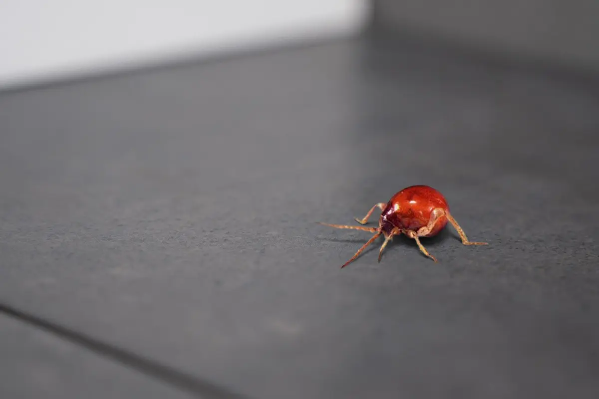 futura_kugelk-fer futura_kugelk-fer