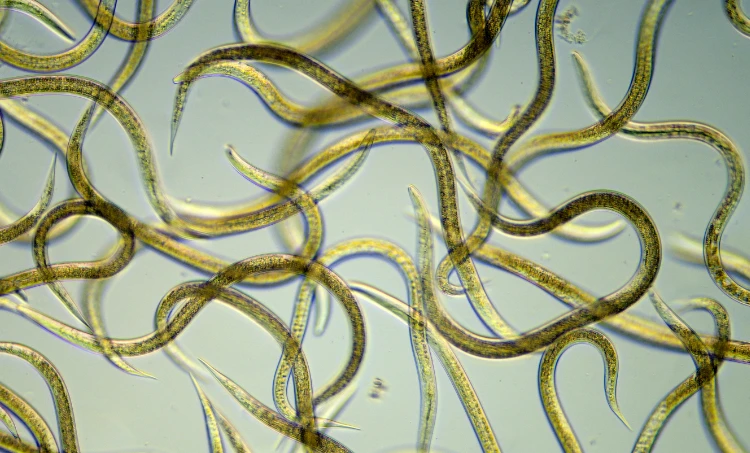 Nematoden Fadenwürmer Ansicht Mikroskop