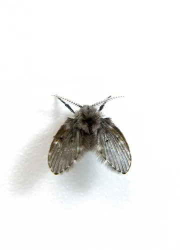 abortfliege-an-der-badezimmerwand abortfliege-an-der-badezimmerwand