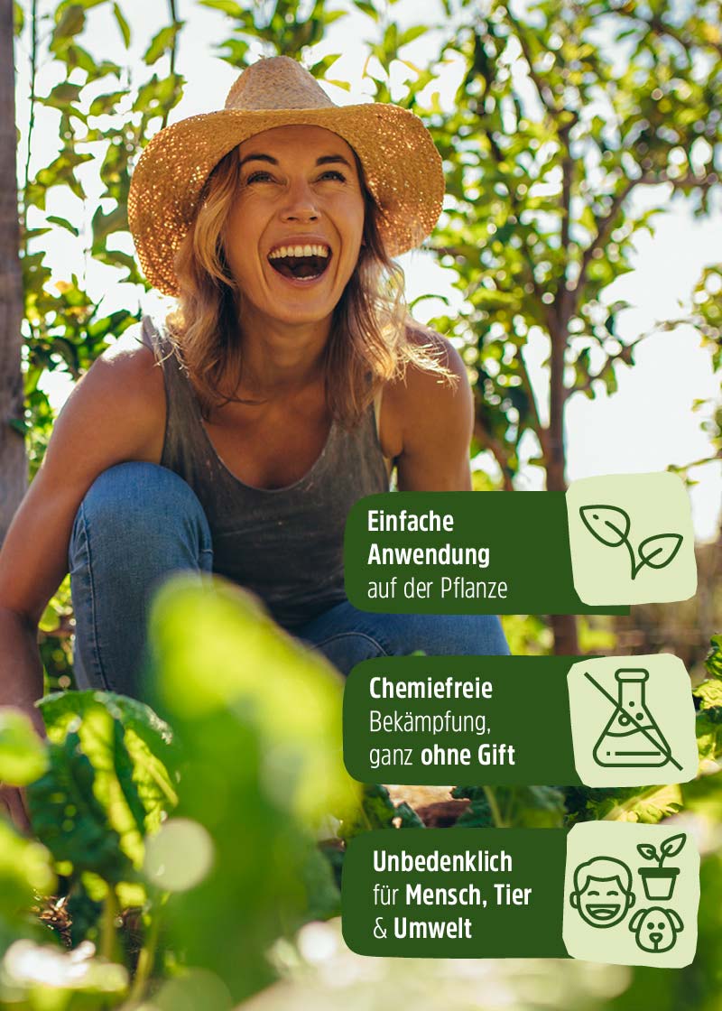 Siebenpunkt-Marienkäfer-Eier gegen Blattläuse Siebenpunkt-Marienkäfer-Eier gegen Blattläuse