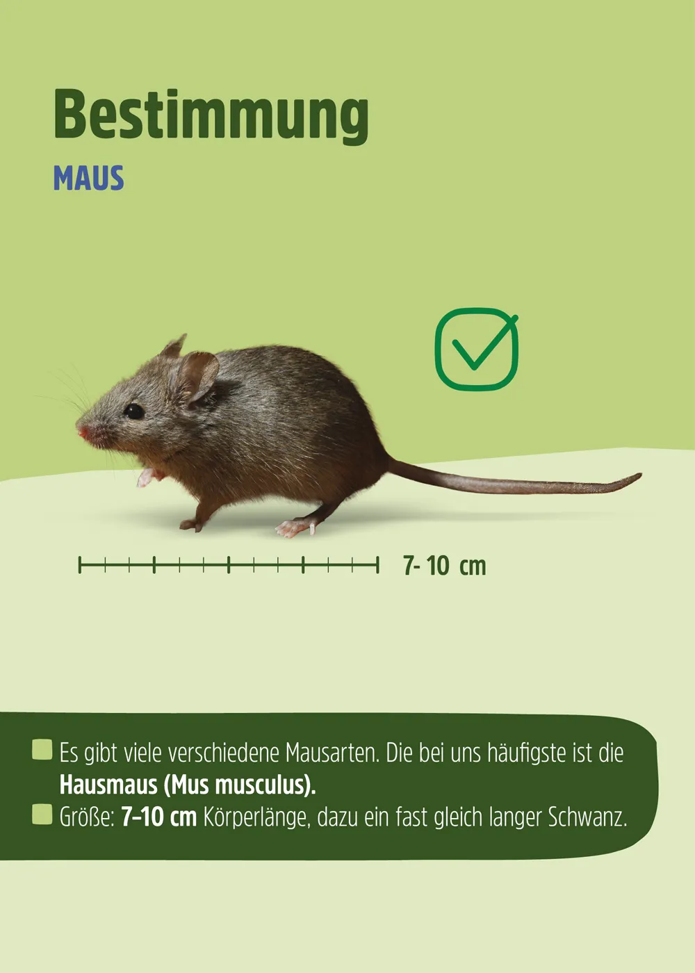 Stahlwolle gegen Mäuse | Nagerblocker Stahlwolle gegen Mäuse | Nagerblocker