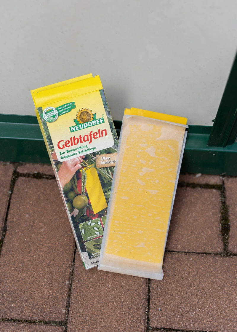 01_DSC06514_Edit Gelbtafeln (kleinformatig) gegen Fliegen und Trauermücken
