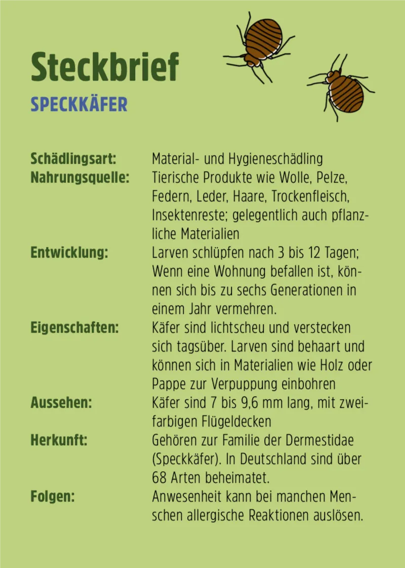Nützling "Lagerpiraten" gegen Speckkäfer, Khaprakäfer und Reismehlkäfer | biologisch bekämpfen Nützling "Lagerpiraten" gegen Speckkäfer, Khaprakäfer und Reismehlkäfer | biologisch bekämpfen